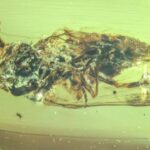 Gaziantep fıstık ezmesi AB’den coğrafi işaret aldı: Türkiye’nin tescilli ürün sayısı 36’ya çıktı – Birlik Haber Ajansı