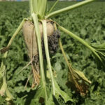 Mardin’de sıcaklık 44 dereceyi aştı! – Birlik Haber Ajansı