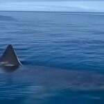 DEVA Partili Karal, şap salgınını Meclis gündemine taşıdı: Üretici kaderine terk edildi – Birlik Haber Ajansı