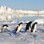 Dünyanın en eski buzu İngiltere’de: 1,5 milyon yıllık sır aydınlatılıyor – Birlik Haber Ajansı