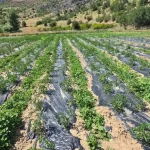 Sağlık Bakanı Prf. Dr. Kemal Memişoğlu Giresun’da – Birlik Haber Ajansı