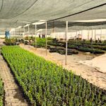 Çinli Diplomatlardan Fethiye’ye tam not – Birlik Haber Ajansı