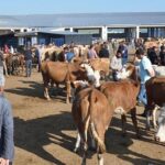 Ordu’da sağanak yağış alarmı – Birlik Haber Ajansı