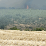 Gündoğan’da Deniz Dibi Temizliği – Birlik Haber Ajansı