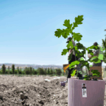 15 Temmuz, milletin zaferi Amasya’da coşkuyla anıldı – Birlik Haber Ajansı