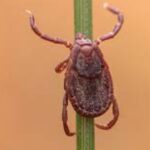 Mansur Yavaş: Sivas Katliamı’nda yitirdiğimiz canlarımızı rahmetle anıyorum – Birlik Haber Ajansı