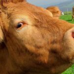 Antalya Beğiş’te tarım arıtma suyuyla yeşerdi – Birlik Haber Ajansı