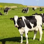 Kars Valisi Ziya Polat, sel bölgesinde incelemelerde bulundu – Birlik Haber Ajansı