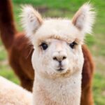 Kars’ta otobüs de şüphelenilen yolculara operasyon: 2 kişi tutuklandı