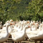 Ordu’da kaz yetiştiriciliği yaygınlaşıyor – Birlik Haber Ajansı