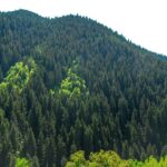 Türk çayı 6 ayda 104 ülkeye ulaştı! – Birlik Haber Ajansı