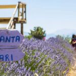 Karslı atlet Bahar Yıldırım Yunanistan yolunda! – Birlik Haber Ajansı