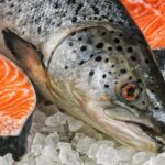 Doğu Karadeniz’in somon ihracatı 6 ayda 81,5 milyon doları aştı – Birlik Haber Ajansı