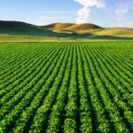 Manisa Yunusemre’deki orman yangını kontrol altına alındı – Birlik Haber Ajansı