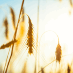 Ankaralılara Metro Müjdesi – Birlik Haber Ajansı
