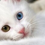 TİMBİR Bölge Başkanlarından ilk toplantı – Birlik Haber Ajansı