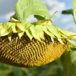 TR-YÖS/2 başvuruları için süre 4 Eylül’e uzatıldı – Birlik Haber Ajansı