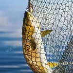 Av yasağı sona erdi, tezgahlar balıkla şenlendi