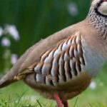 Yerel kalkınma hamlesi teşvik programı başvuruları başladı! – Birlik Haber Ajansı