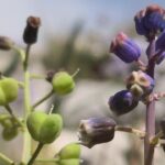 Toros Dağları’nda keşfedilen “Konya Sümbülü” bilim dünyasına tanıtıldı – Birlik Haber Ajansı