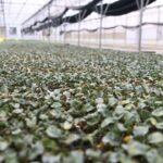 Mardin’de kaza: Halk otobüsü ile tır çarpıştı, 1 can kaybı – Birlik Haber Ajansı