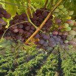 Memur ve emeklilerin toplu sözleşme süreci devam ediyor – Birlik Haber Ajansı