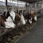 UEFA Avrupa Şampiyonlar Ligi’ne katılacak olan Vangölü Spor’dan destek çağrısı – Birlik Haber Ajansı