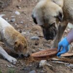 Edirne’de yurt dışına kaçmaya çalışan 4 FETÖ üyesi tutuklandı – Birlik Haber Ajansı