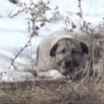 537 kişi dolandırıldı: 41 tutuklama