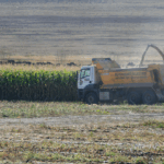 Bakap’ta silajlık mısır hasadı başladı – Birlik Haber Ajansı