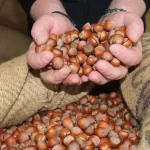 Giresun kalite fındık bugün 270 TL – Birlik Haber Ajansı