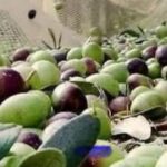 Zeytin dökülmelerine dikkat! – Birlik Haber Ajansı