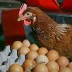 TRABZON TEK YÜREK OLDU – Birlik Haber Ajansı