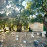 AK Parti Genel Başkan Yardımcısı Belgin Uygur, ASİAD’ı ziyaret etti – Birlik Haber Ajansı