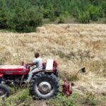 İstanbul’dan Ordu’ya uzanan çiftçilik öyküsü başarıya dönüştü – Birlik Haber Ajansı