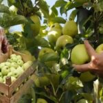 İşyerinde Meyve Ağacından aldığı hasadı müşterilerine ikram etti – Birlik Haber Ajansı