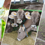 Japon Prenses’in Katılımı İle Tarihin Kalbine Yeni Bir Kazı Başlıyor – Birlik Haber Ajansı