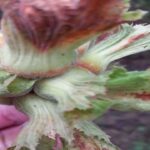 Ege’nin Sessiz Tanığı: Teos Antik Kenti’nde Zamanın İzleri – Birlik Haber Ajansı