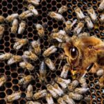 Düzce’de “Cedidiye kent meydanı 2. etap projesi” başlıyor – Birlik Haber Ajansı