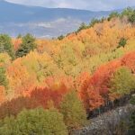 Beypazarı yaylalarında renk cümbüşü yaşanıyor – Birlik Haber Ajansı