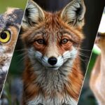 Trafikte yeni cezalar resmen açıklandı – Birlik Haber Ajansı