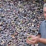 Burdur’un Bucak ilçesinde bağ evi alevlere teslim oldu – Birlik Haber Ajansı