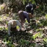 Kaş’ta Sütleğen’de ceviz hasadı başladı – Birlik Haber Ajansı