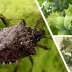 Giresun’da kahverengi kokarca ile kışlak seferberliği başladı – Birlik Haber Ajansı