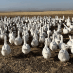 İmamoğlu, Özkan ve Yanardağ “Casusluk” suçlamasıyla tutuklandı – Birlik Haber Ajansı