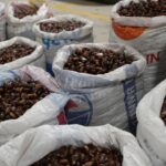 Coğrafi işaretli “Düzce Kuzu Kestane” pazarda satışta – Birlik Haber Ajansı