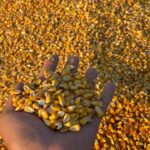 TİGEM, 1400 ton dane mısırı açık artırmayla satışa sunuyor – Birlik Haber Ajansı