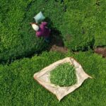 Suudi Arabistan, 3. GETAT 2025 Kongresi’nde tamamlayıcı tıpta iş birliğini vurguladı – Birlik Haber Ajansı