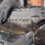 Vali Baydaş, Rize Gastronomi Günleri’ni ziyaret etti – Birlik Haber Ajansı