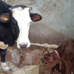 Başlık: Şalpazarı’nın İlk Kadın Kaymakamı Akpınar, öğrencilere başarı belgelerini takdim etti – Birlik Haber Ajansı